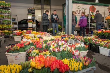 8 6 Rosen Bähr Gärtnerei Schwer